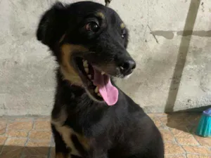 Cachorro raça Viralara idade 4 anos nome Sasha 