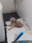 Nina