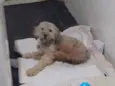 Nina