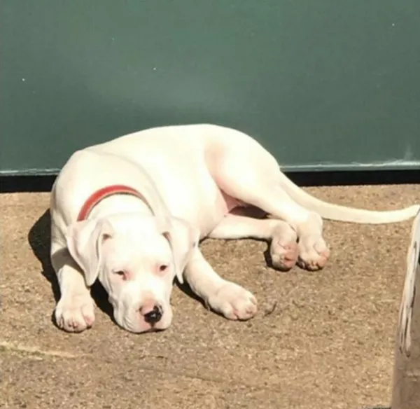 Cachorro ra a DOGO ARGENTINO idade 2 anos nome DUQUESA