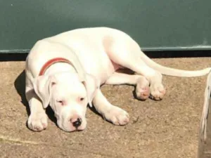 Cachorro raça DOGO ARGENTINO idade 2 anos nome DUQUESA