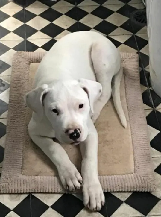 Cachorro ra a DOGO ARGENTINO idade 2 anos nome DUQUESA