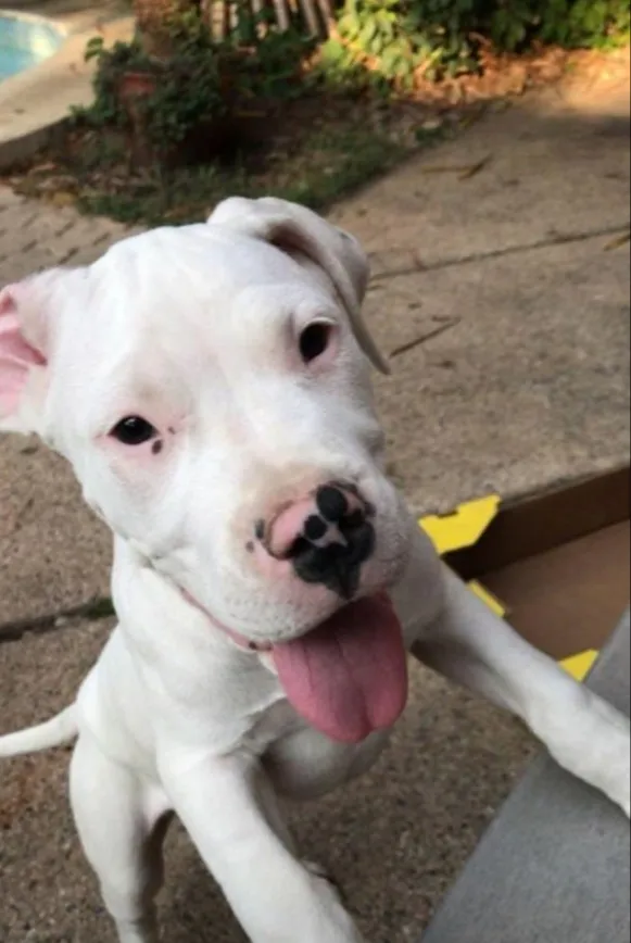 Cachorro ra a DOGO ARGENTINO idade 2 anos nome DUQUESA