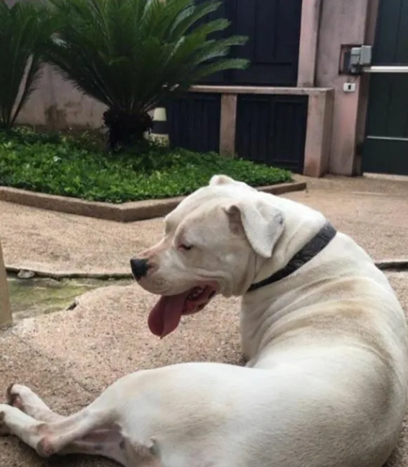 Cachorro ra a DOGO ARGENTINO idade 2 anos nome DUQUESA