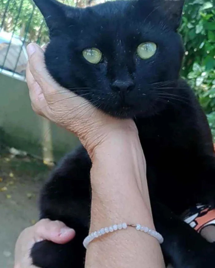 Gato ra a Srd idade 2 anos nome Mimi