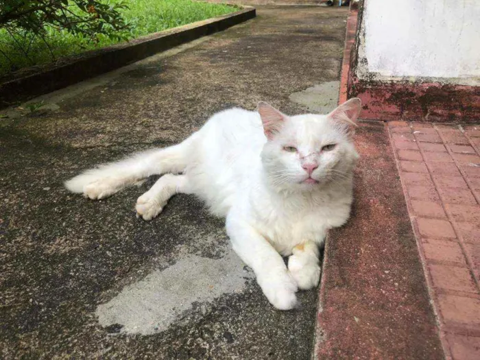 Gato ra a  idade 7 a 11 meses nome Nino