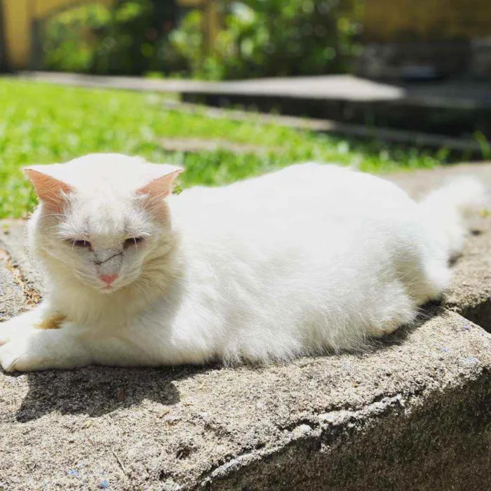 Gato ra a  idade 7 a 11 meses nome Nino