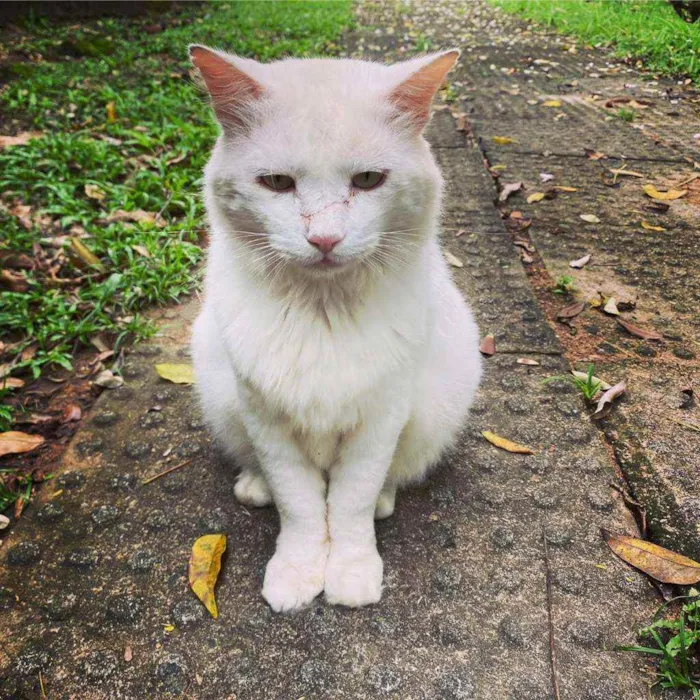 Gato ra a  idade 7 a 11 meses nome Nino