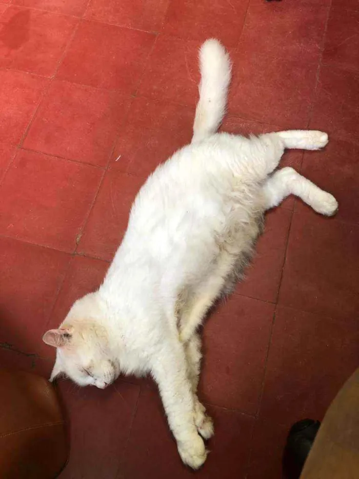 Gato ra a  idade 7 a 11 meses nome Nino