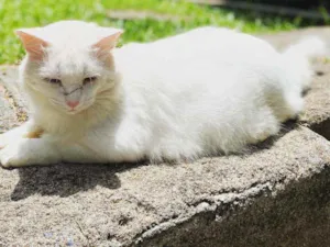 Gato raça  idade 7 a 11 meses nome Nino