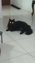 Pretinho