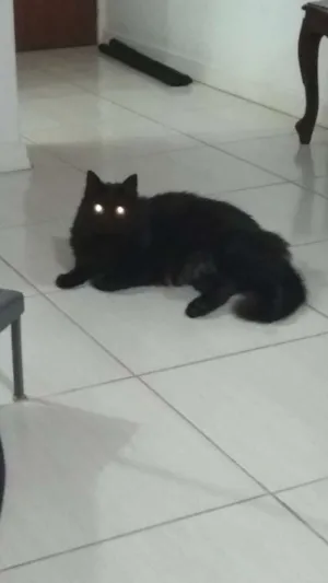 Gato raça Gato idade 3 anos nome Pretinho