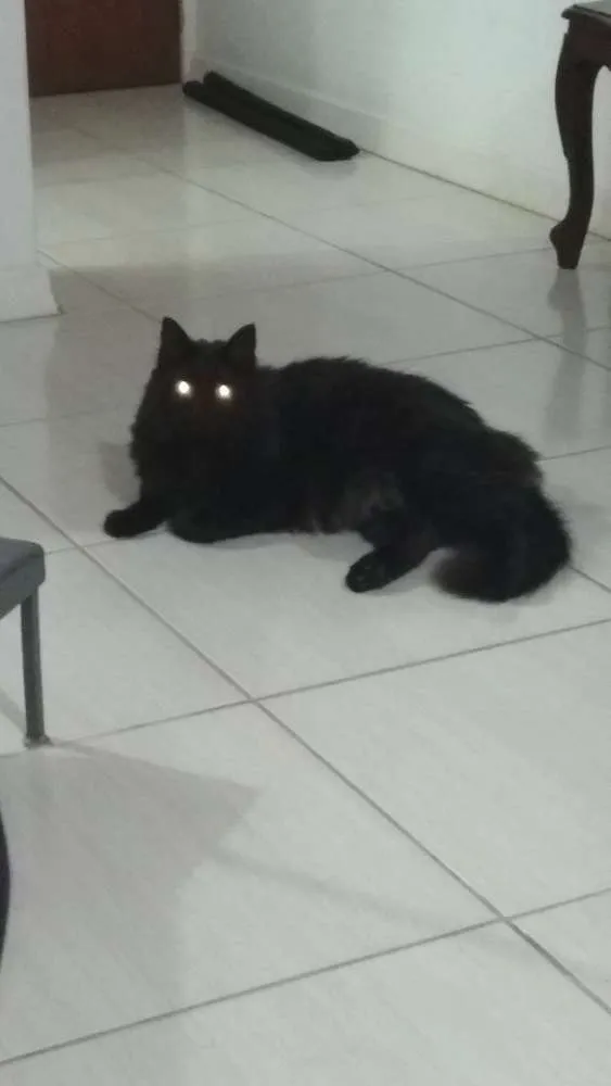 Gato ra a Gato idade 3 anos nome Pretinho