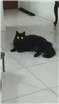 Gato raça Gato idade 3 anos nome Pretinho