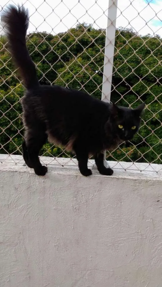 Gato ra a Gato idade 3 anos nome Pretinho