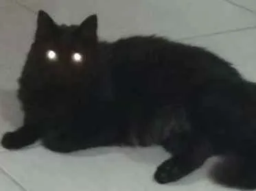 Gato ra a Gato idade 3 anos nome Pretinho