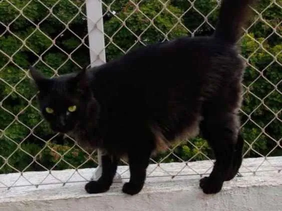 Gato ra a Gato idade 3 anos nome Pretinho