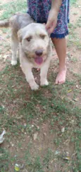 Dengoso