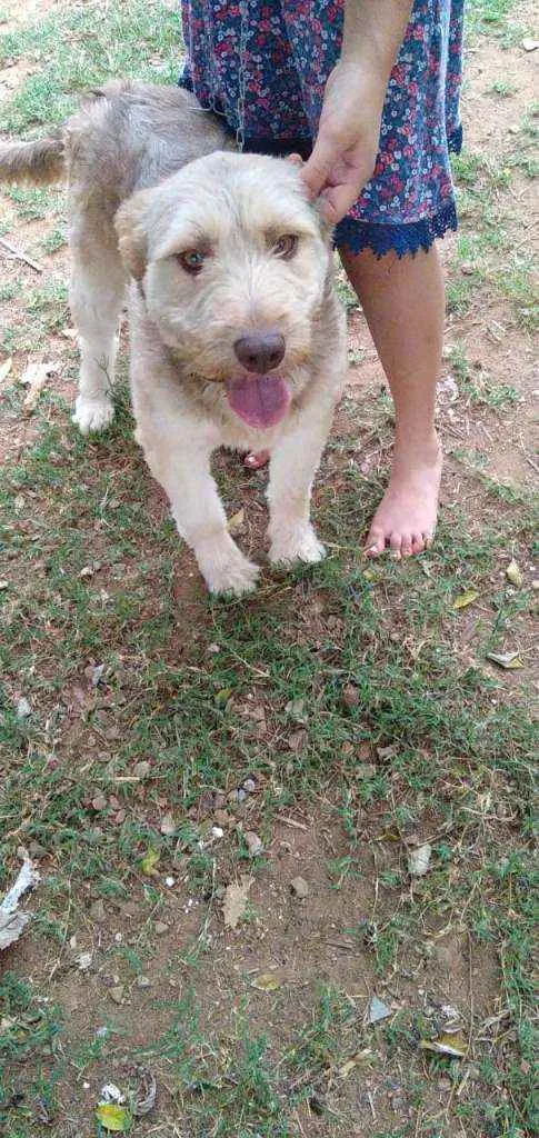 Cachorro ra a RND idade 1 ano nome Dengoso