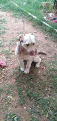 Dengoso