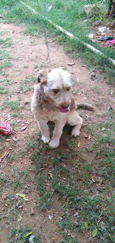 Cachorro ra a RND idade 1 ano nome Dengoso