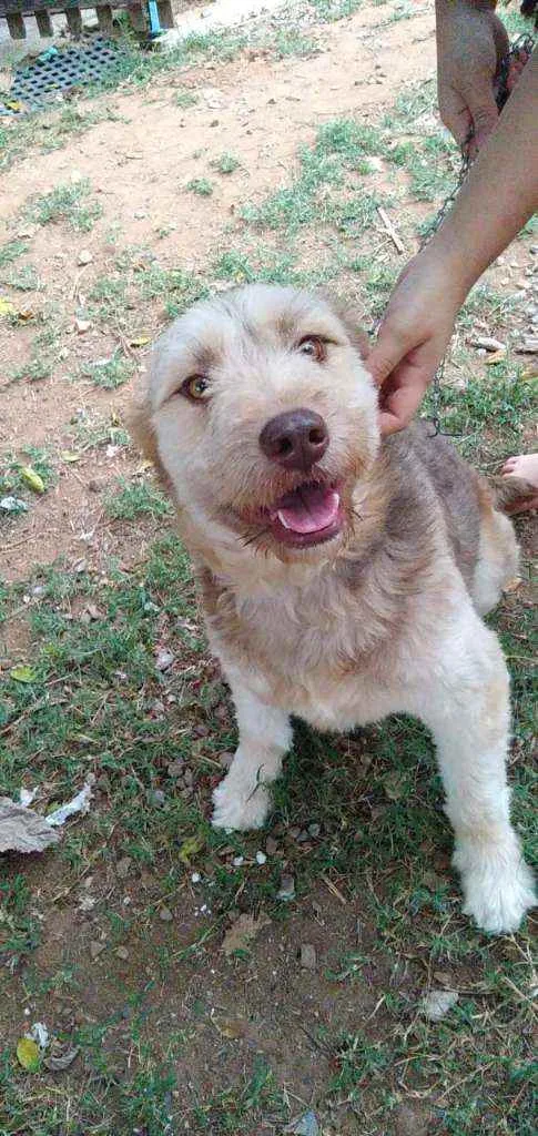 Cachorro ra a RND idade 1 ano nome Dengoso