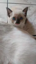 Gatinhos lindos!!