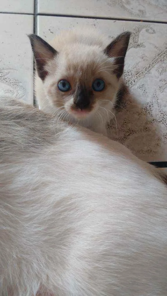 Gato ra a  idade Abaixo de 2 meses nome Gatinhos lindos!!