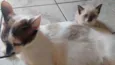 Gatinhos lindos!!
