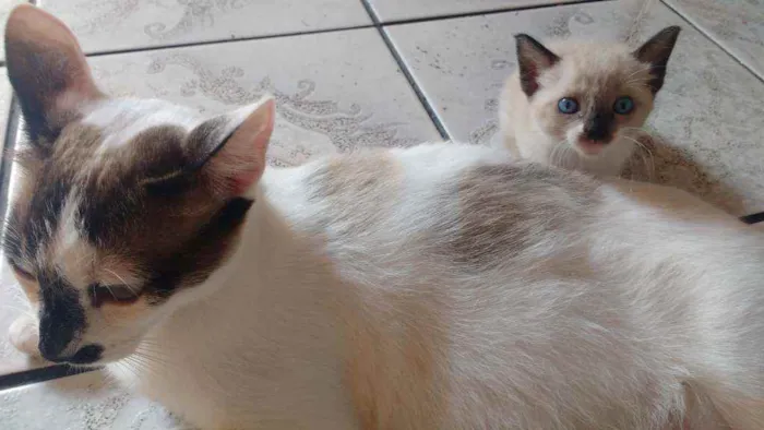 Gato ra a  idade Abaixo de 2 meses nome Gatinhos lindos!!