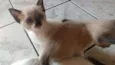 Gatinhos lindos!!