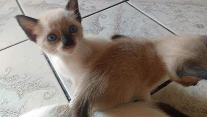 Gato ra a  idade Abaixo de 2 meses nome Gatinhos lindos!!