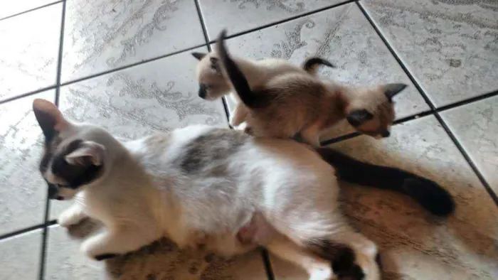 Gato ra a  idade Abaixo de 2 meses nome Gatinhos lindos!!