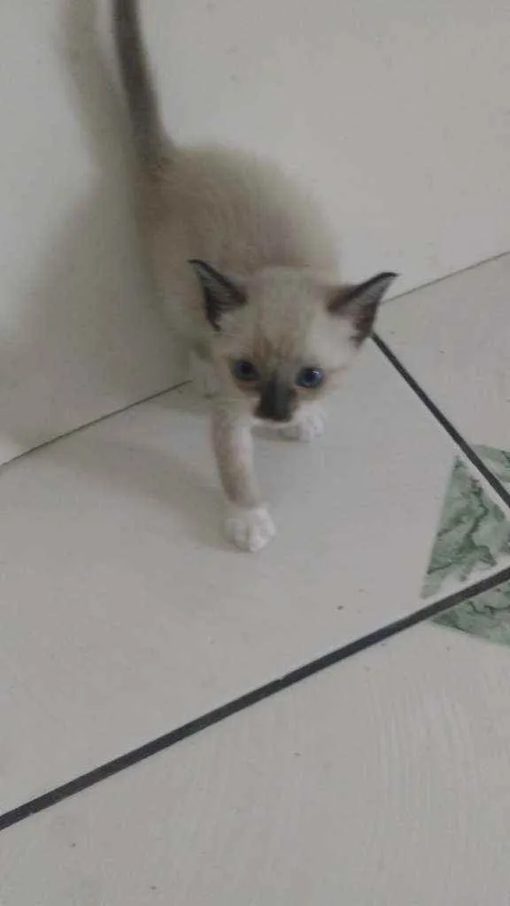 Gato ra a  idade Abaixo de 2 meses nome Gatinhos lindos!!