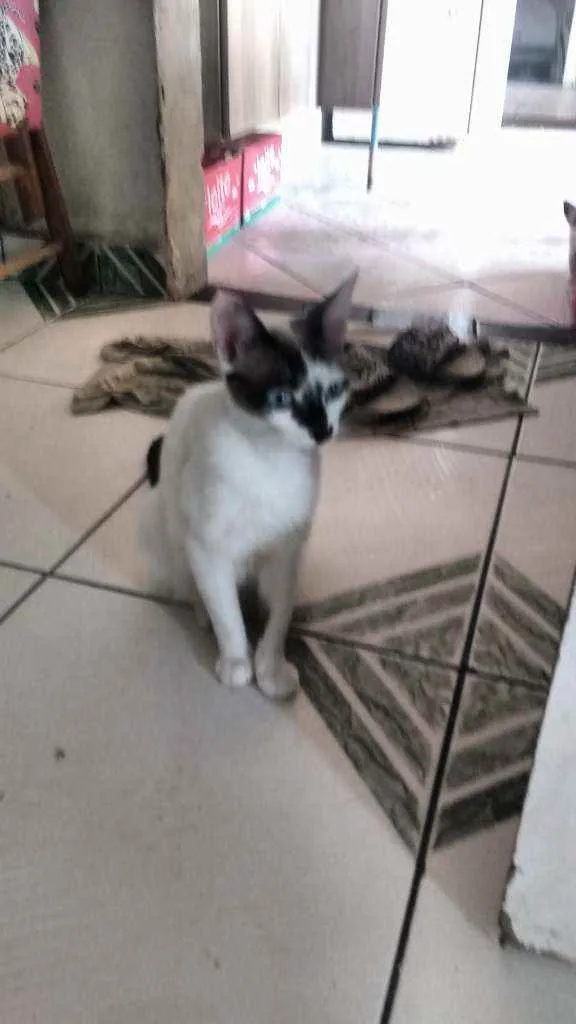 Gato ra a  idade Abaixo de 2 meses nome Gatinhos lindos!!