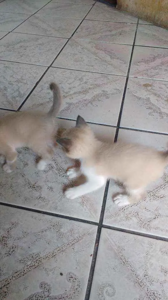 Gato ra a  idade Abaixo de 2 meses nome Gatinhos lindos!!