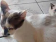 Gatinhos lindos!!