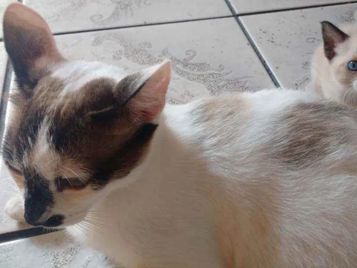 Gato ra a  idade Abaixo de 2 meses nome Gatinhos lindos!!