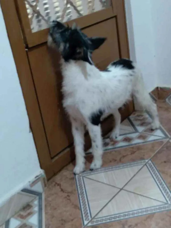 Cachorro ra a SRD idade 1 ano nome Estela