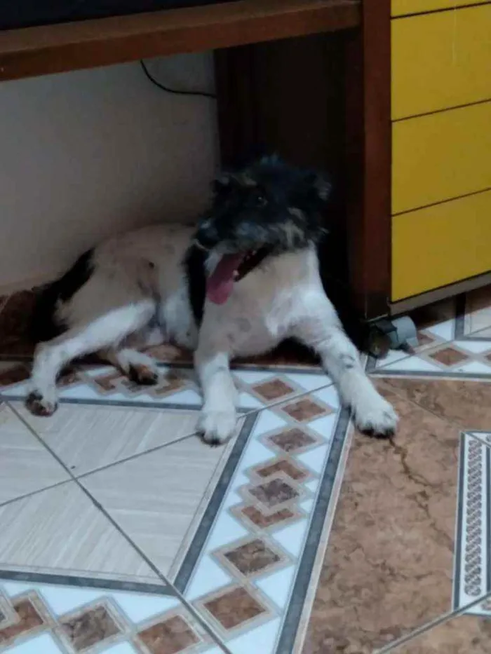 Cachorro ra a SRD idade 1 ano nome Estela