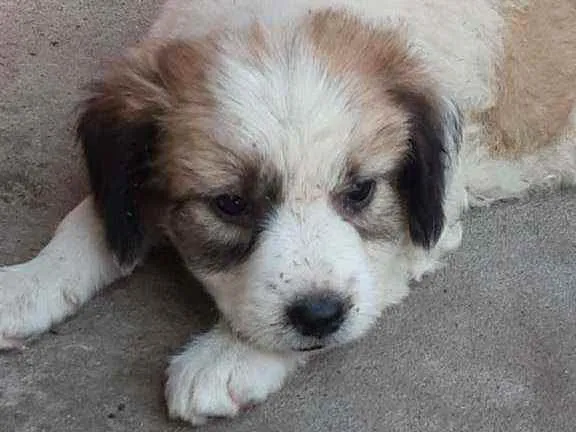 Cachorro ra a Não sei idade 2 a 6 meses nome Não tem