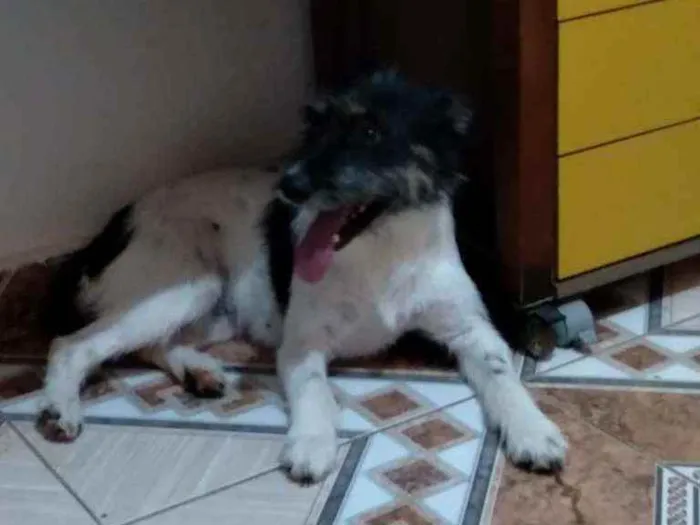 Cachorro ra a SRD idade 1 ano nome Estela