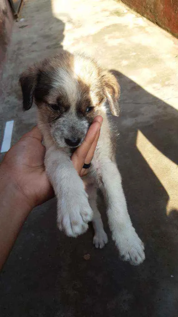 Cachorro ra a Não sei idade 2 a 6 meses nome Não tem