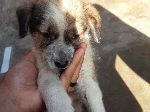 Cachorro ra a Não sei idade 2 a 6 meses nome Não tem