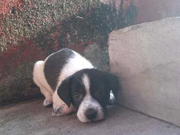 Cachorro ra a Não sei idade 2 a 6 meses nome Não tem