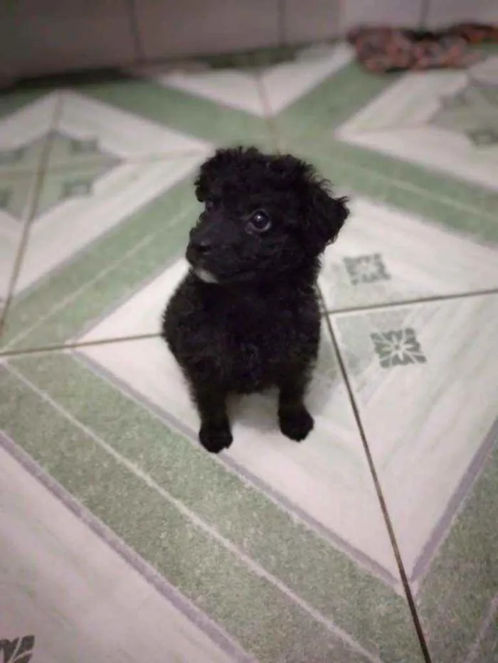 Cachorro ra a Vira lata idade 2 a 6 meses nome Amora
