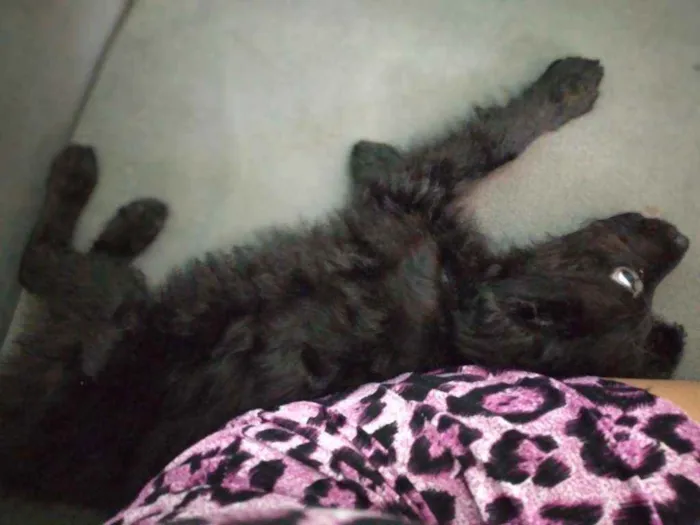 Cachorro ra a Vira lata idade 2 a 6 meses nome Amora