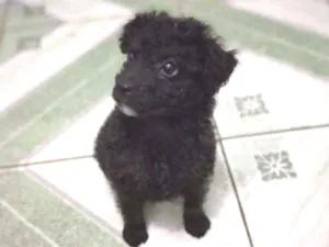 Cachorro raça Vira lata idade 2 a 6 meses nome Amora
