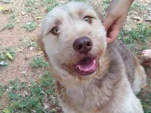 Cachorro raça RND idade 1 ano nome Dengoso