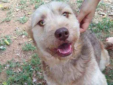 Cachorro ra a RND idade 1 ano nome Dengoso